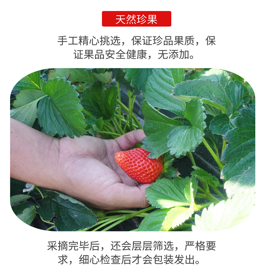 四川特产 大凉山特产 大凉山冬草莓 2斤大果 4斤中果 包邮ylb