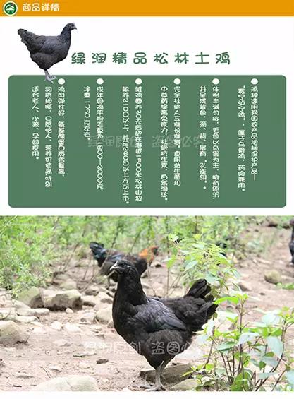 四川凉山特产 绿润精品松林泸宁鸡