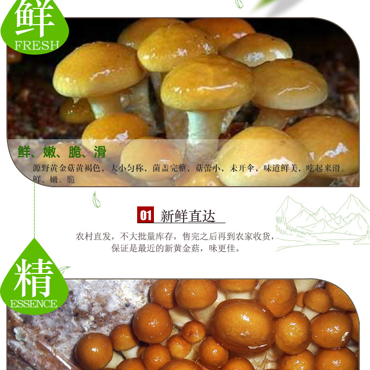 安徽特产 野生黄金菇鸡油菇110g