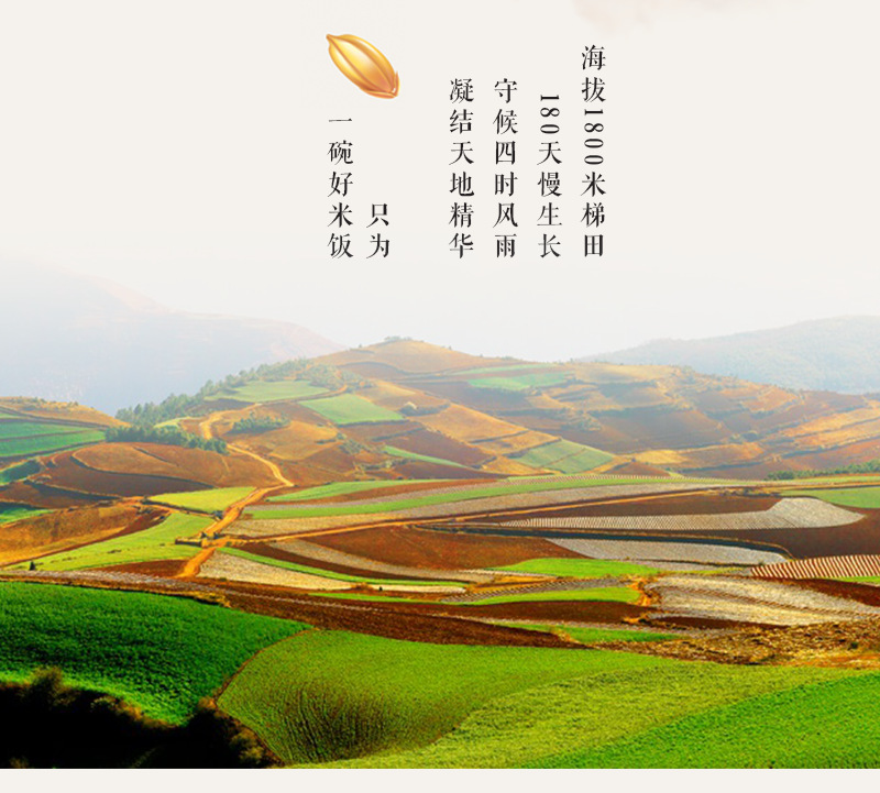 云南特产 原生态有机绿色 哈尼梯田红米 粗粮 糙米 稻米 两斤包邮