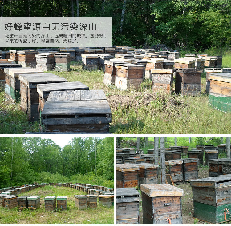 黑龙江特产 北域珍奇东北椴树土蜂蜜农家特产500g黑蜂椴树蜜裸瓶