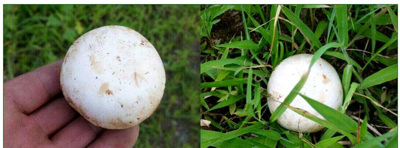 黑龙江特产 北域珍奇 舌尖2口蘑张家口特产 小白蘑菇无根野生草原白蘑菇200g