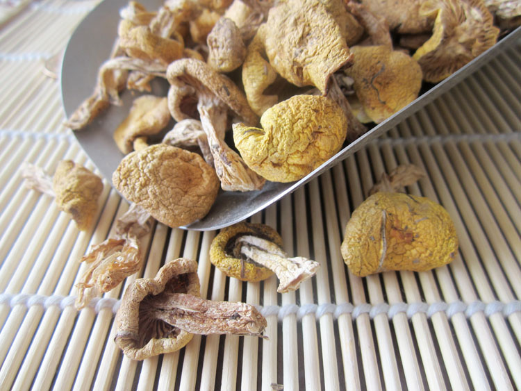 黑龙江特产 北域珍奇小黄蘑菇正宗东北特产野生黄蘑菇