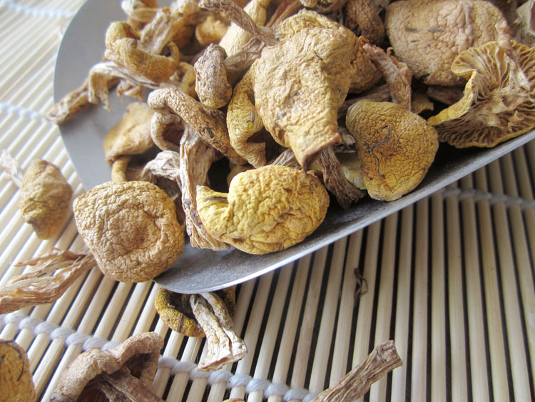 黑龙江特产 北域珍奇小黄蘑菇正宗东北特产野生黄蘑菇
