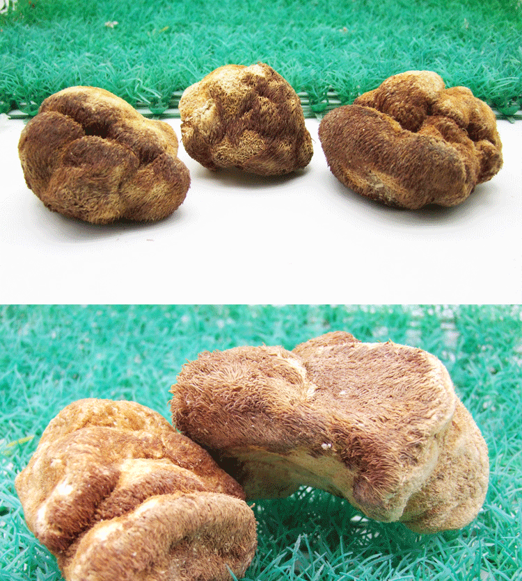 吉林特产 长白山优质猴头菇 养胃健胃 东北蘑菇