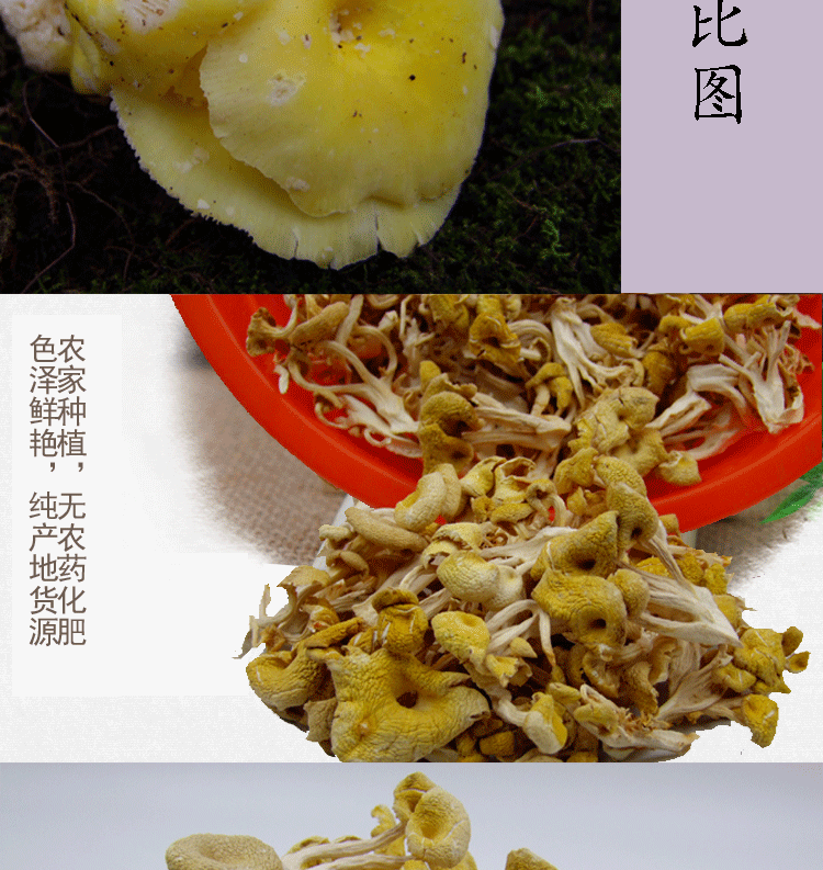 吉林特产 东北榆黄蘑 当年新货 野生绿色干蘑菇无污染颜色鲜黄