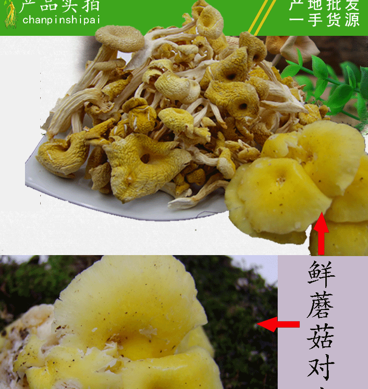 吉林特产 东北榆黄蘑 当年新货 野生绿色干蘑菇无污染颜色鲜黄