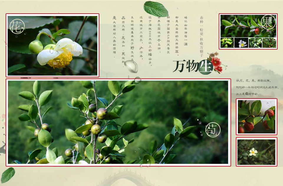 江西特产 江西山茶油 初榨有机食用油 500ML高山野生茶油