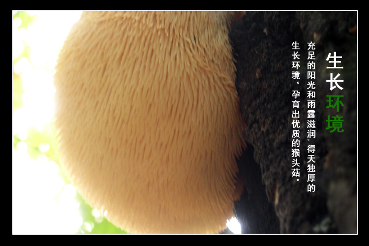 东北特产 有机透明袋装猴头菇150g 东北特产食用菌菇干猴头菇