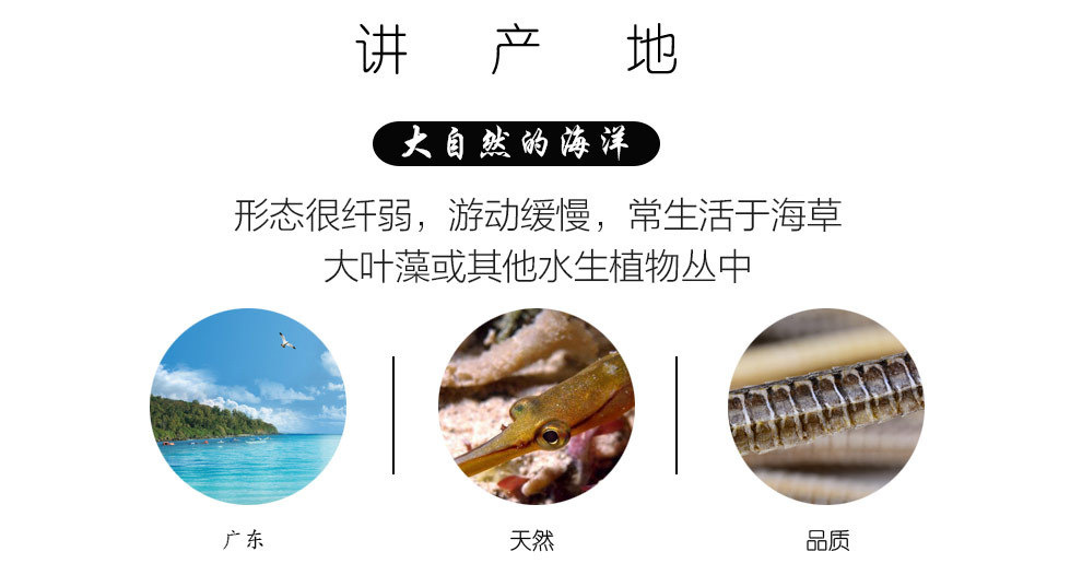 广东特产 海行家 六角大海龙干泡酒炖汤料海味滋补品500克