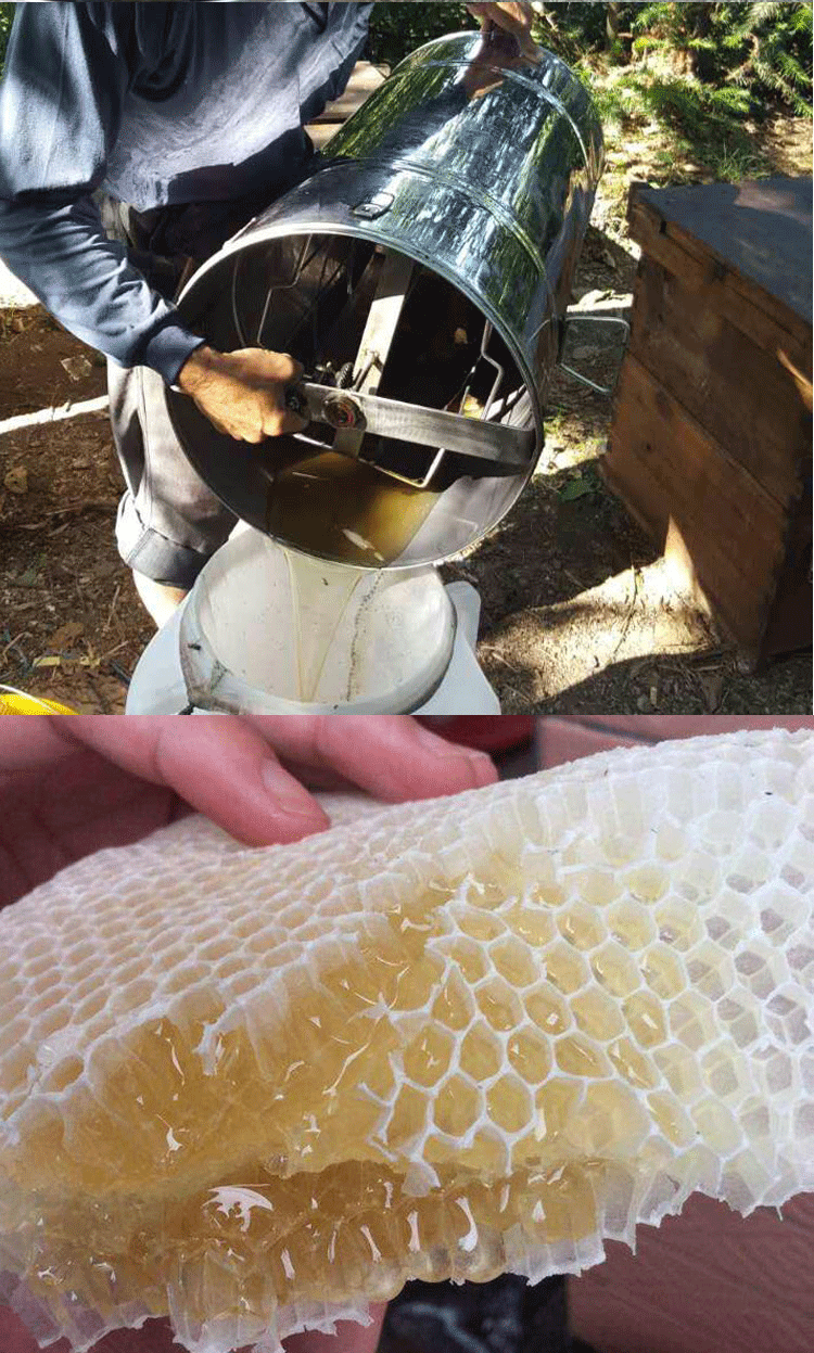 广西特产 【蜜相思】蜂蜜纯天然 桂林特有土蜂蜜 