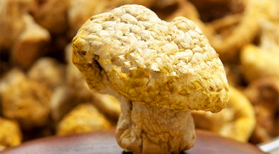 青海特产 黄蘑菇  野生皇菇 美味特产 黄菇 单件运费7元 2件包邮